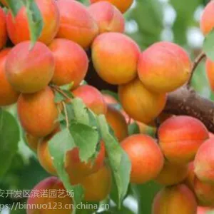 成活*** 吉塞拉/红灯/美早 品种齐全 信誉基地