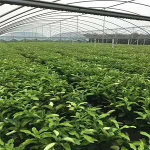 上海红宝石柚子苗 两年纯甜红宝石柚苗培育基地