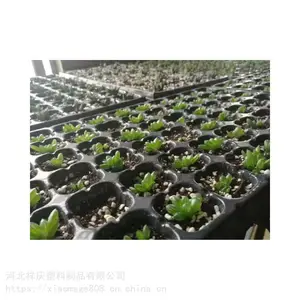 ����Ѩ�� �����߲������� ���������� ����ֱ��