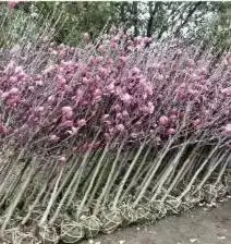 安波东方玉兰树苗苗圃