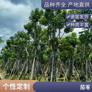 �������� ���С�� ������԰�����Է羰�� ԰�ֲ�Ҷ������ľ