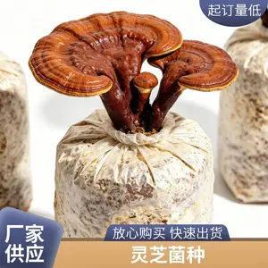 高产灵芝菌棒 灵芝栽培种 观赏食用灵芝菌包 出芝快 基地直供批发