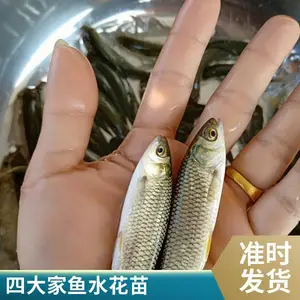 草鱼苗鲤鱼鱼苗养殖场 山东菏泽本地 现场拉网看苗 现货足