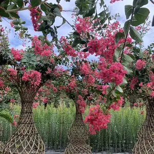 温江区巴蜀园艺场