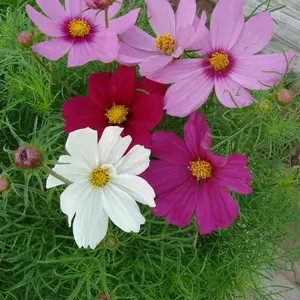 格桑花种子源头厂家直销波斯菊硫华菊百日草孔雀草旱金莲等一些列