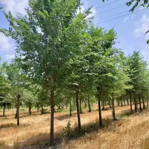 陕西安康二乔苗木榆树小苗基地装车价格,2公分榆树苗厂家批发,榆树小苗产地报价