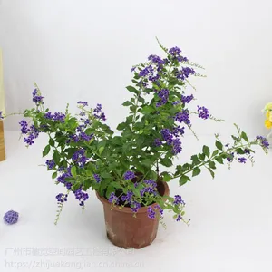 供应广州办公室绿植租赁绿色植物盆栽花绿植基地批发阳台植物香水连翘小盆栽