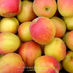 �����溦�ɻ�***����_С��ɳ�������_֭Һ�ж�������ֲ����