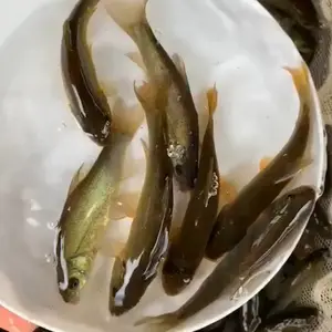 ����������ֳ�����ͷ��� �������� ���i������ֳ���ڶ� �ɳ���