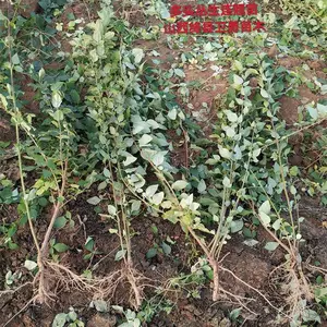 ������Ʒ�ֽ��� ��ҩ�������� ��������� ԰���̻�������