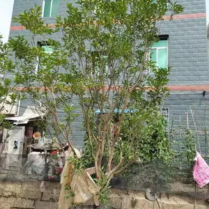 ��Ʒȫ���ƴ�����ȫ������ȫ�ڶ��ȫ������������ȫ�ھ�Ʒȫ����ֲ���������������