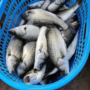 热烈推荐淡水鲈鱼苗 七星鲈鱼苗 加州鲈鱼苗养殖新技术 免费辅助养殖