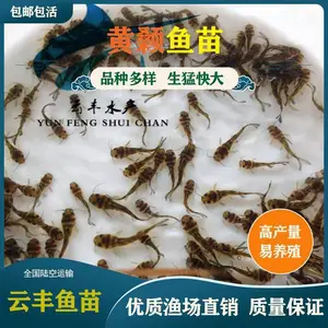 优鲈三号鱼苗 鲈鱼苗 草鱼苗 黄颡鱼苗 渔场