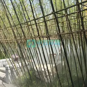 ��������С����������԰����ɭϵͳ��������