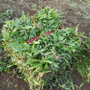 基地批发大叶油草别名地毯草 耐践踏大叶油草皮抗干旱规格齐全