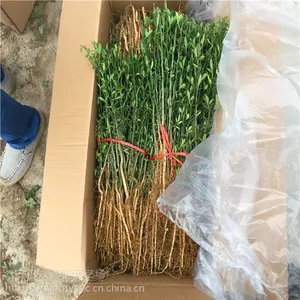 ��������۸�|��������ֲ���� ���ǽר��