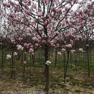 紫玉兰树形优美,质优价廉 紫玉兰价格