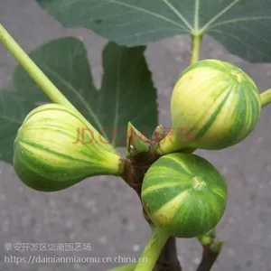 布兰瑞克无花果苗新价格 布兰瑞克无花果苗哪里有 布兰瑞克无花果苗多少钱