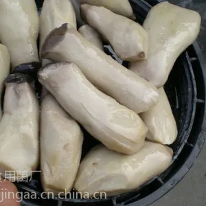 河北供应盐渍杏鲍菇,切条、切片,切块,出口标准,常年供应