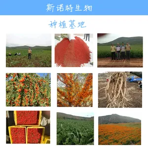 玉竹提取物 斯诺特生物 玉竹多糖 药食同源 包邮发货