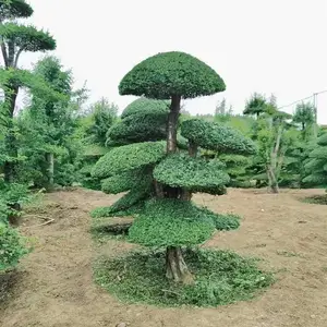 湖北造型对节白蜡-20公分-30公分对节白蜡大树价格