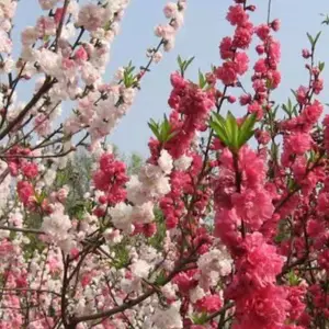 �һ��� �����Ǯһ�� �����һ�Ʒ����������׻���
