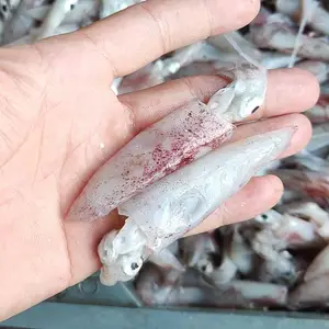 鱿鱼 小鱿鱼 东山小管 笔管鱼 5-8 8-13厘米 脆爽鲜嫩 冻厂直批