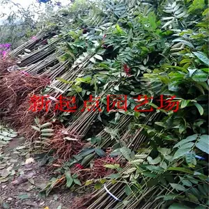 新起点园艺场香椿苗基地 红油香椿苗价格 香椿苗报价多少钱
