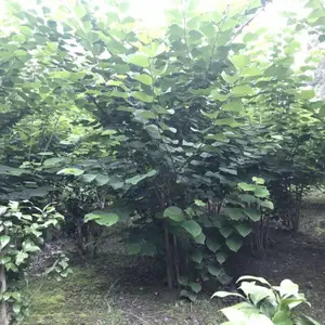 成都紫荆树价格 供应优质丛生紫荆 四川紫荆批发基地 小区公园庭院苗木批发
