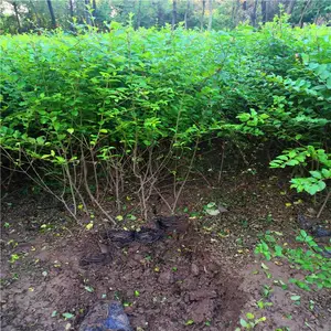 μ��СҶŮ��-��ɽ��С��-СҶŮ��ɹ�