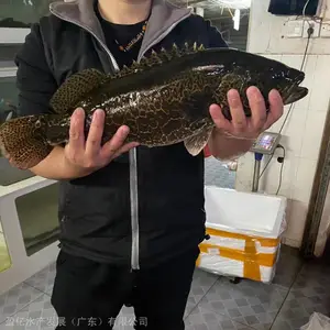 ***热卖纯种斑鳜鱼苗批发