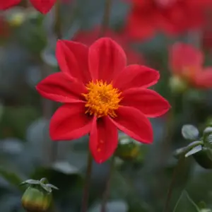 北京绿鑫花种大丽花