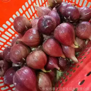 A1213无花果苗图片 A1213无花果苗培育基地