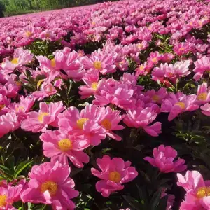 中药材基地白芍种芽