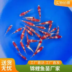 红白活体进口血统45/50cm观赏锦鲤批发聚鑫锦鲤