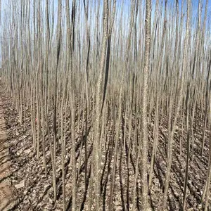 山东聊城茌平杨树苗基地批发供应 一年生杨树苗产地2公分杨树苗厂家