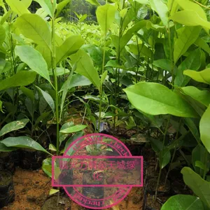 醉香含笑-火力楠-火枥楠