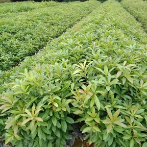 供应荷树 荷木 木荷***惠