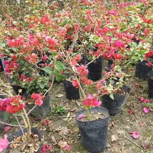 �ϻ�����÷�ı������� �컨����÷����۸� ����÷����