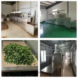 茶叶杀青机 光波隧道式荷叶茶杀青设备 杀青均匀效果好满足卫生要求
