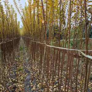 2米高编织造型用红花紫薇条子 四川高分枝紫薇批发