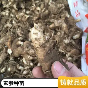 ���������� ��ҩ��������ֲ���� �������� �巽����