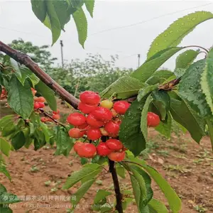 ӣ������� ��������ӣ�Ҳ�ժ ����ũҵ