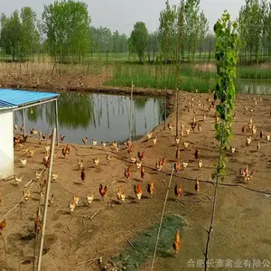 种禽证企业长淮禽业供应正宗改良优质淮南王种鸡苗