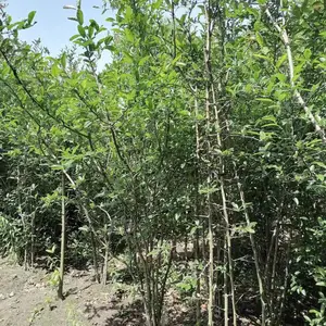 �������ź��ĳ��� ������������ �������ź��Ĺ�����