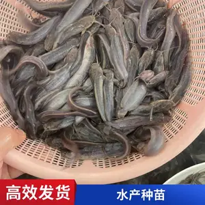 淡水埃及塘鲺鱼苗 8-10CM塘角鱼苗 鱼塘八须塘鲺苗大规格有货