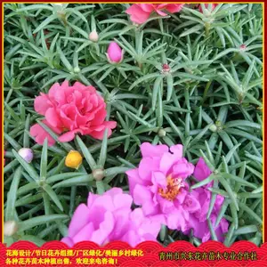 ԰���̻��óɻ�ݻ� �ذ�̫������ֲ���� �˶�����