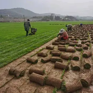 河源草坪价格 清远草皮基地 汕尾草坪求购