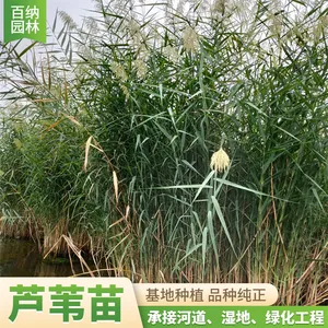 芦苇苗 芦苇 芦苇吧 芦苇苗种植 芦苇苗出售 耐盐碱易成活