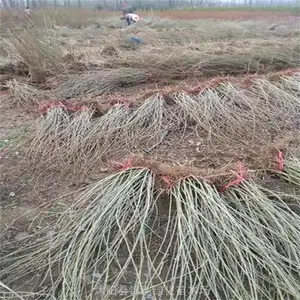 ��������� ���������繩Ӧ�� �����������������г�